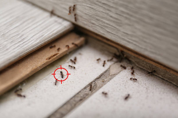 Best Residential Pest Control  in Ashford, AL