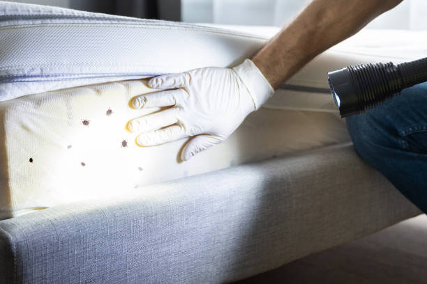 Best Mosquito Control Services  in Ashford, AL