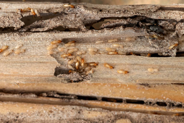 Trusted Ashford, AL Pest Control Experts